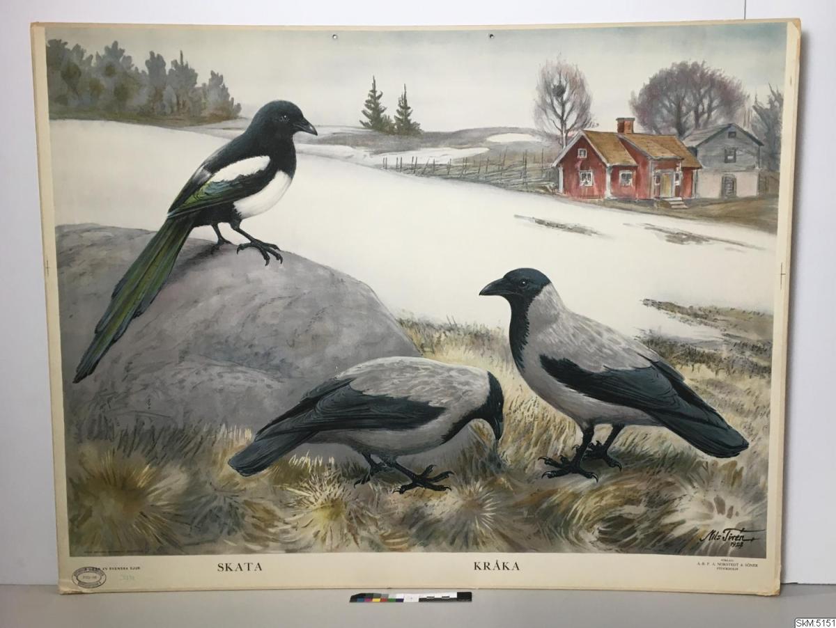 Håll efter kråkorna! – Göteborgs historia